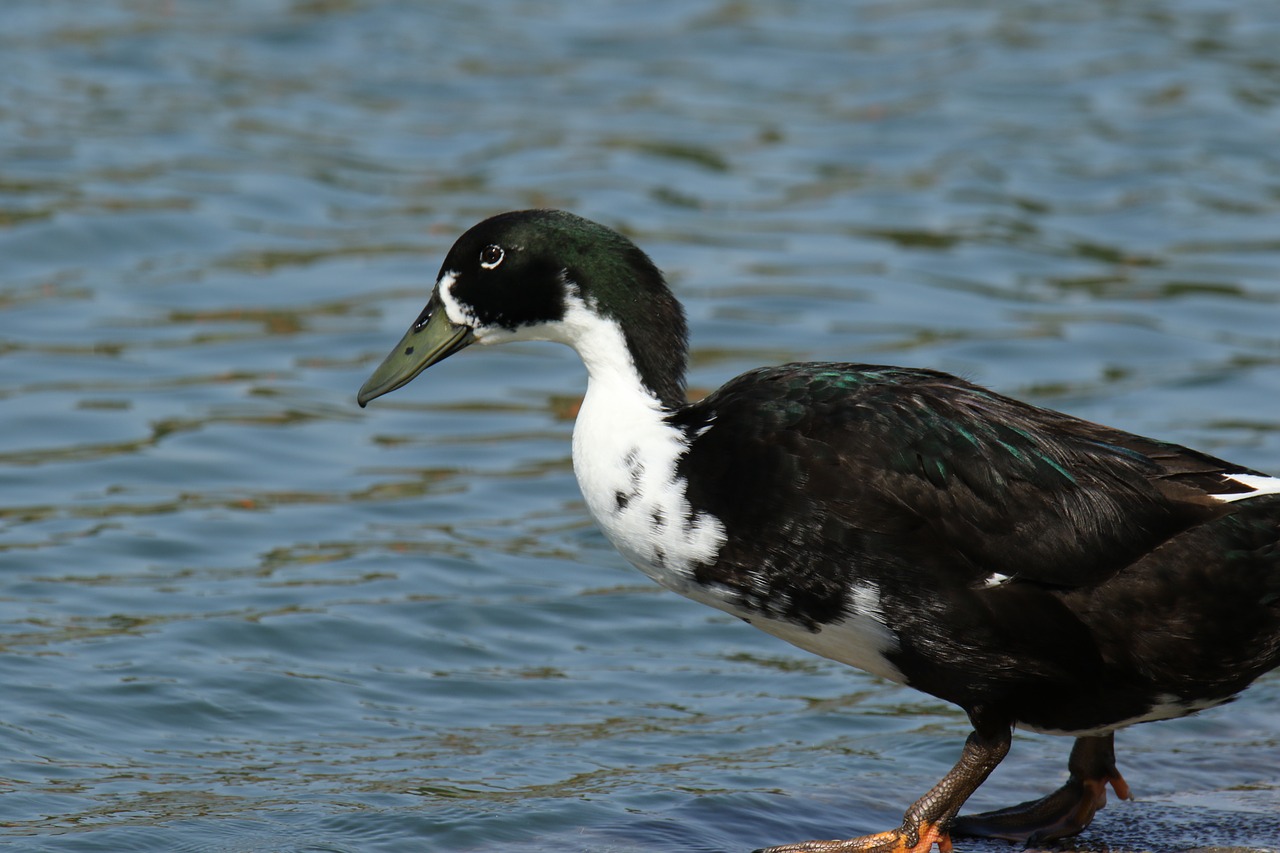 bird  duck  lake free photo