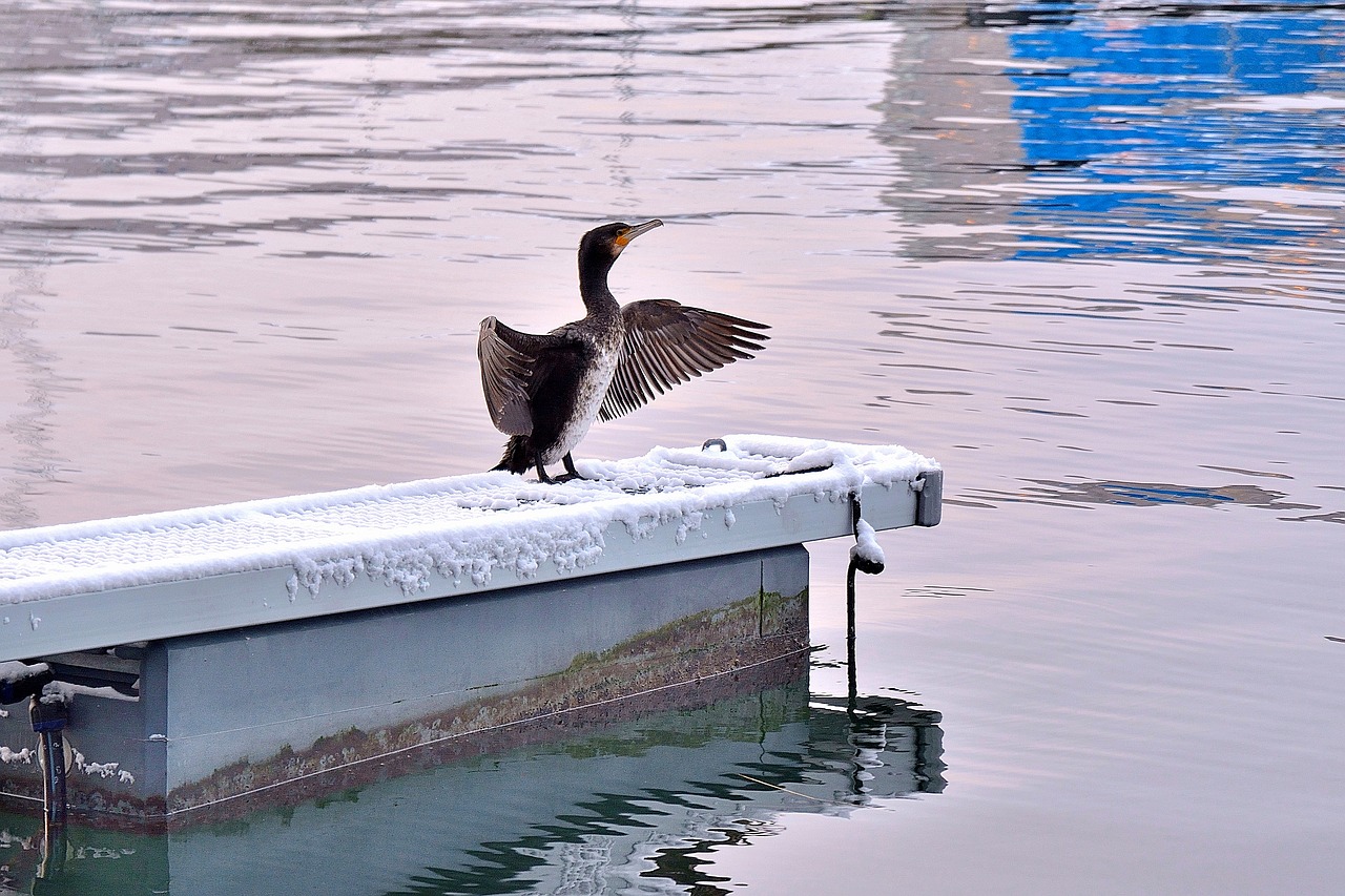 bird  sea  water free photo