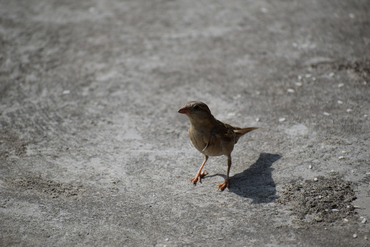 bird  sparrow  nature free photo