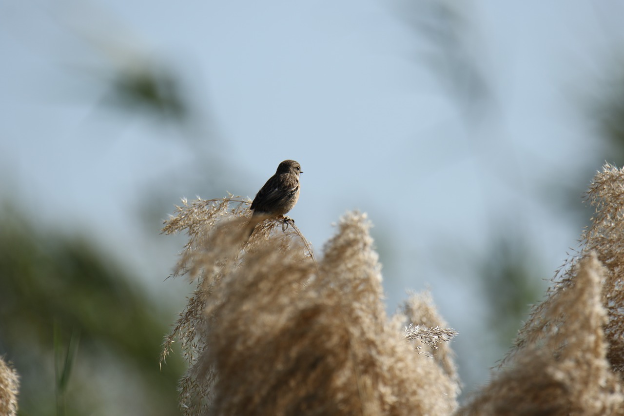 bird  nature  branch free photo