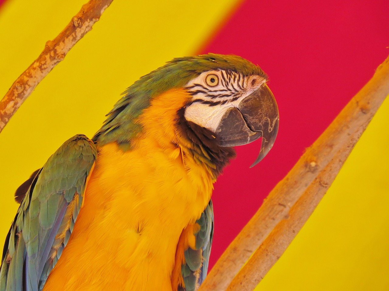 bird parrot orange free photo