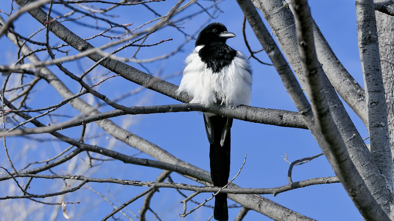 bird  feather  magpie free photo