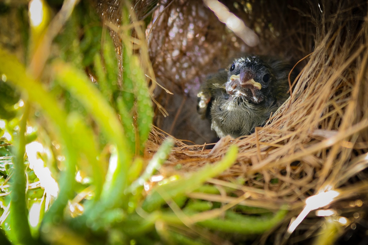 bird  nest  ave free photo