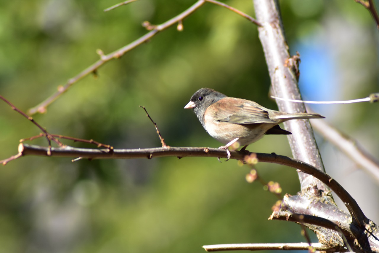 bird  green  feather free photo