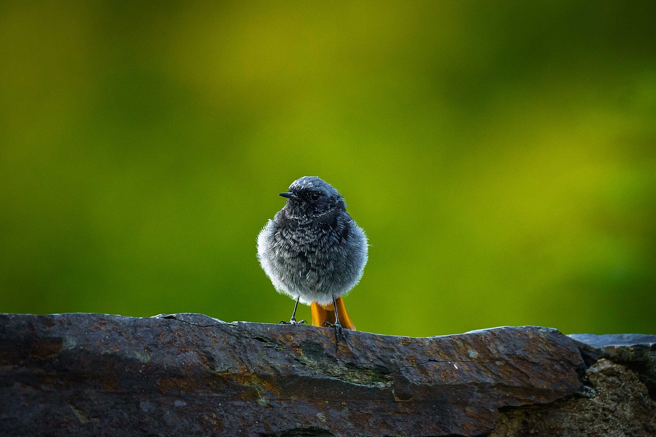 bird  wild  nature free photo