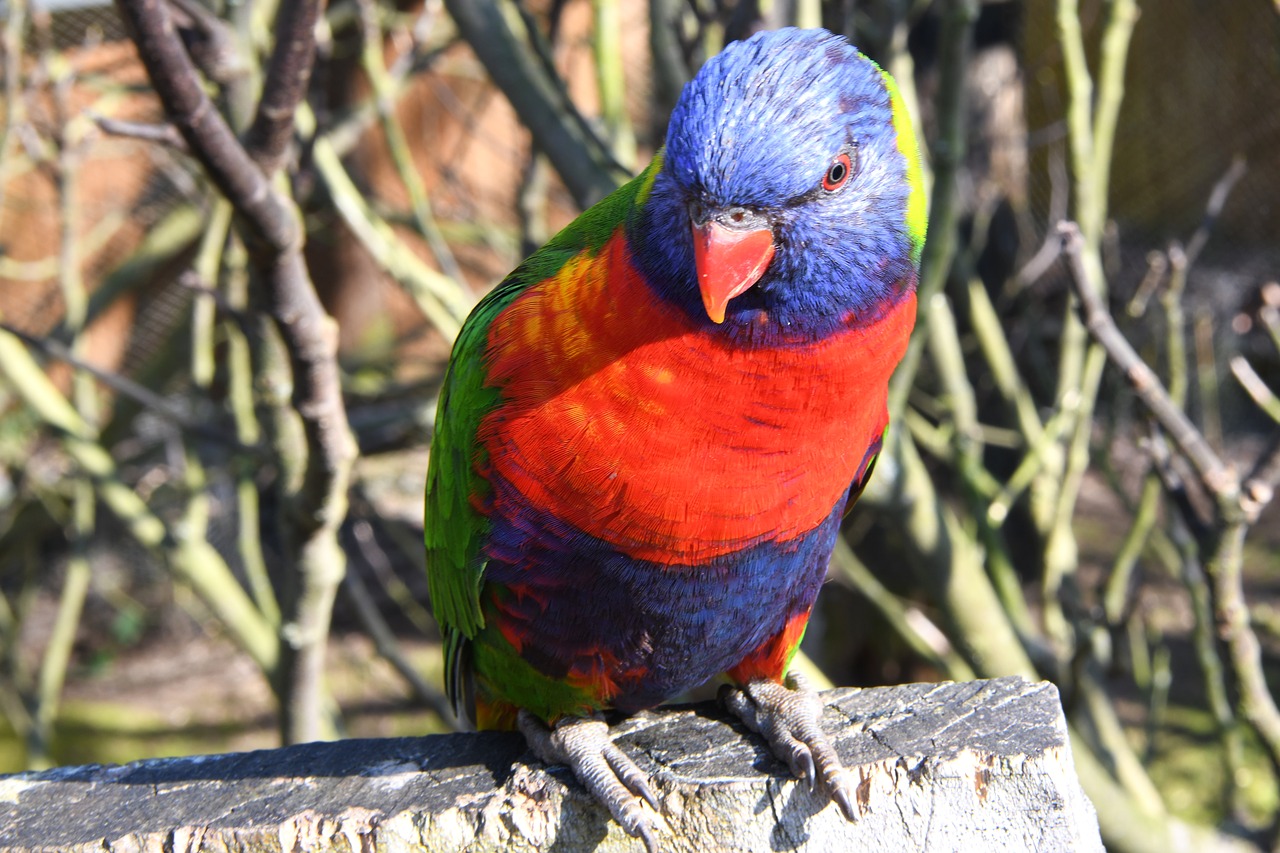 bird  loriquet  parrot free photo