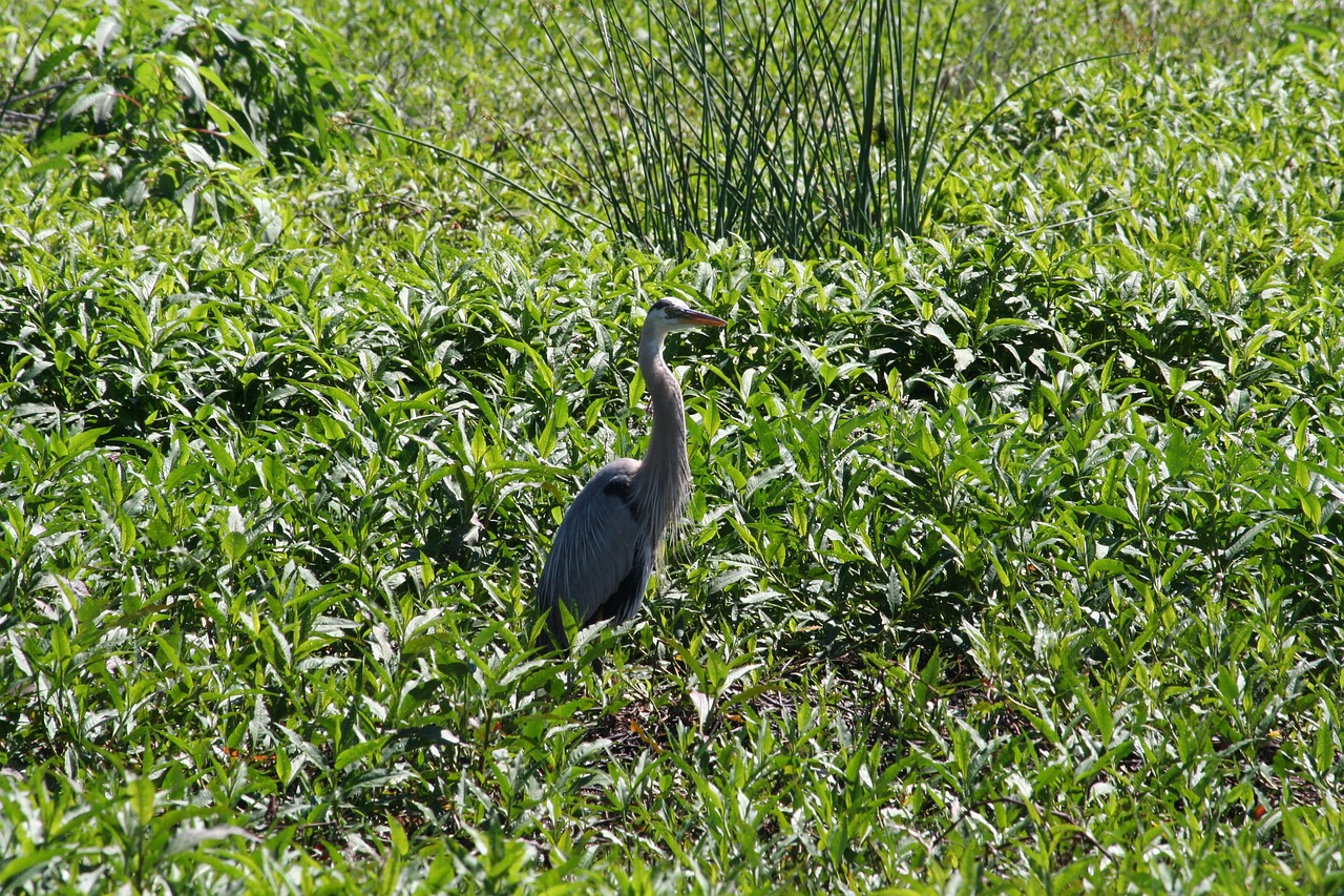 bird  white  swamp free photo