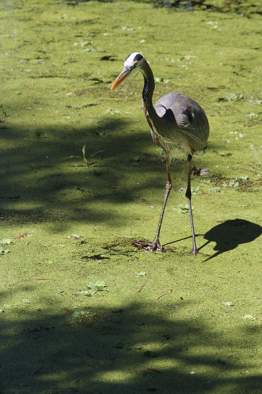 bird  white  swamp free photo