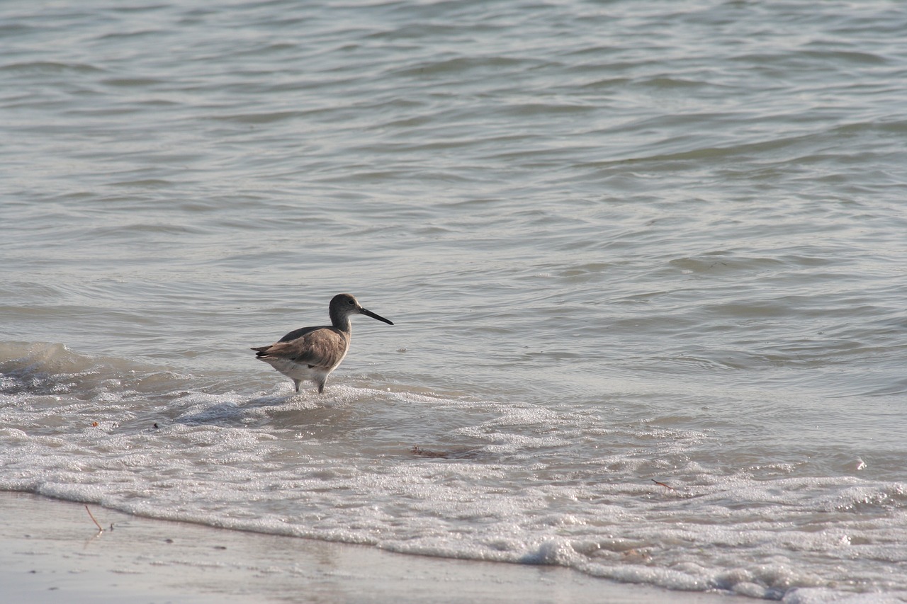 bird  florida  beach free photo