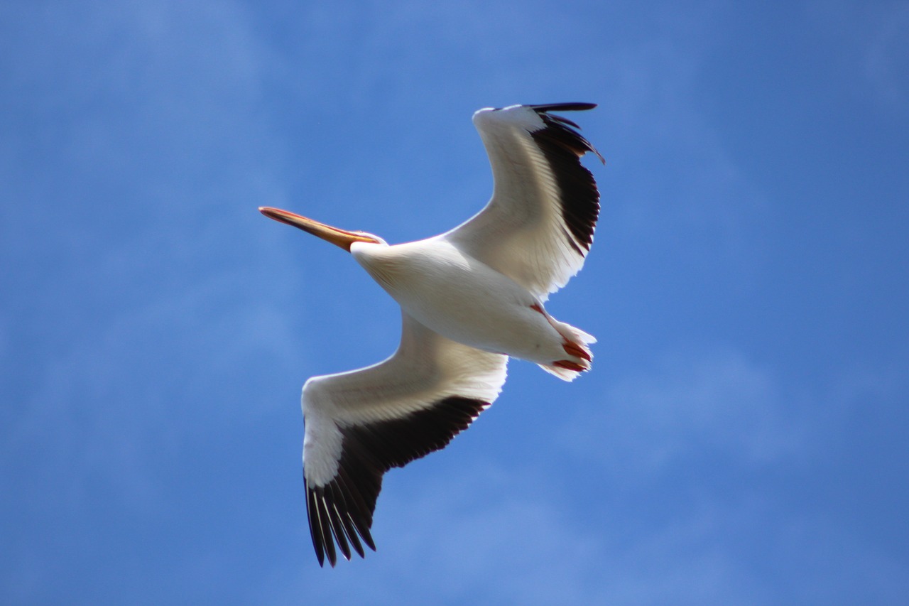 bird  seagull  flight free photo