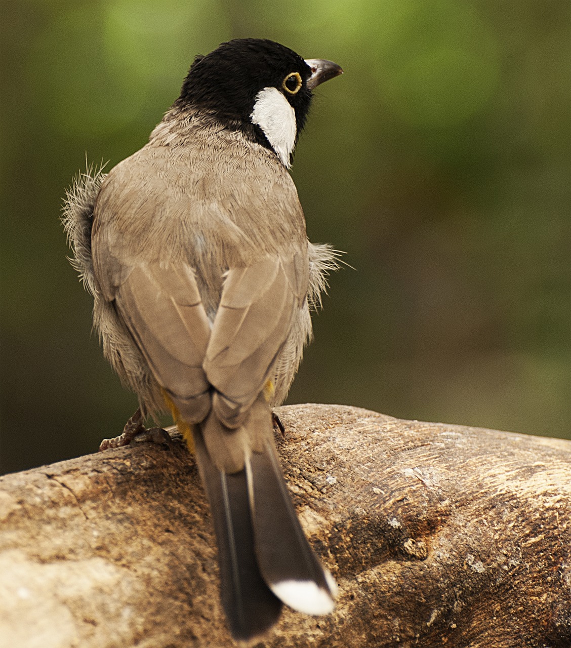 bird  plumage  animal world free photo