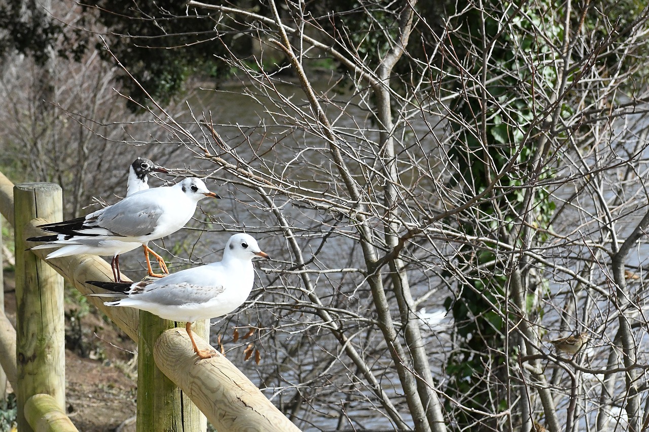 bird  seagull  elizabeth free photo