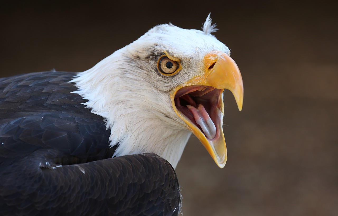 bird  bald eagle  eagle free photo