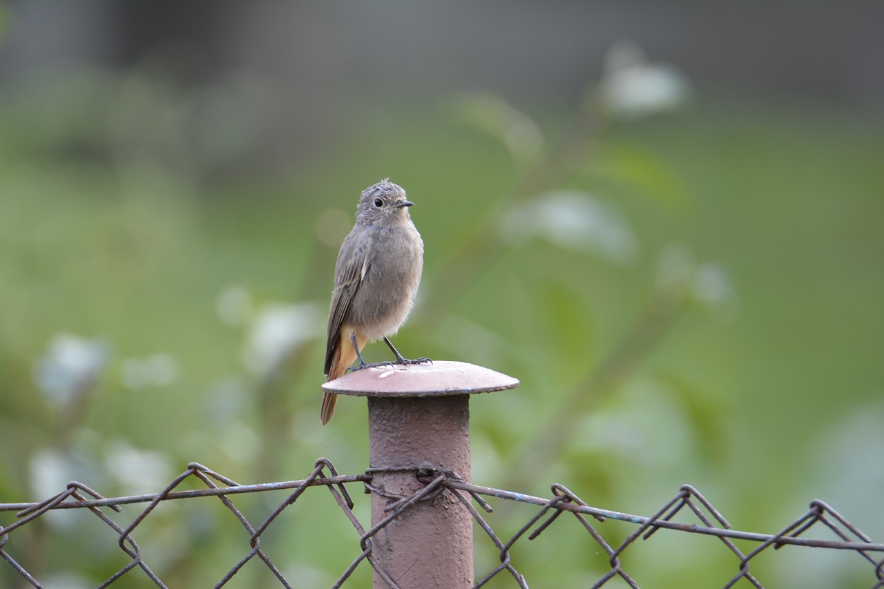 bird  fence  žltochvost free photo