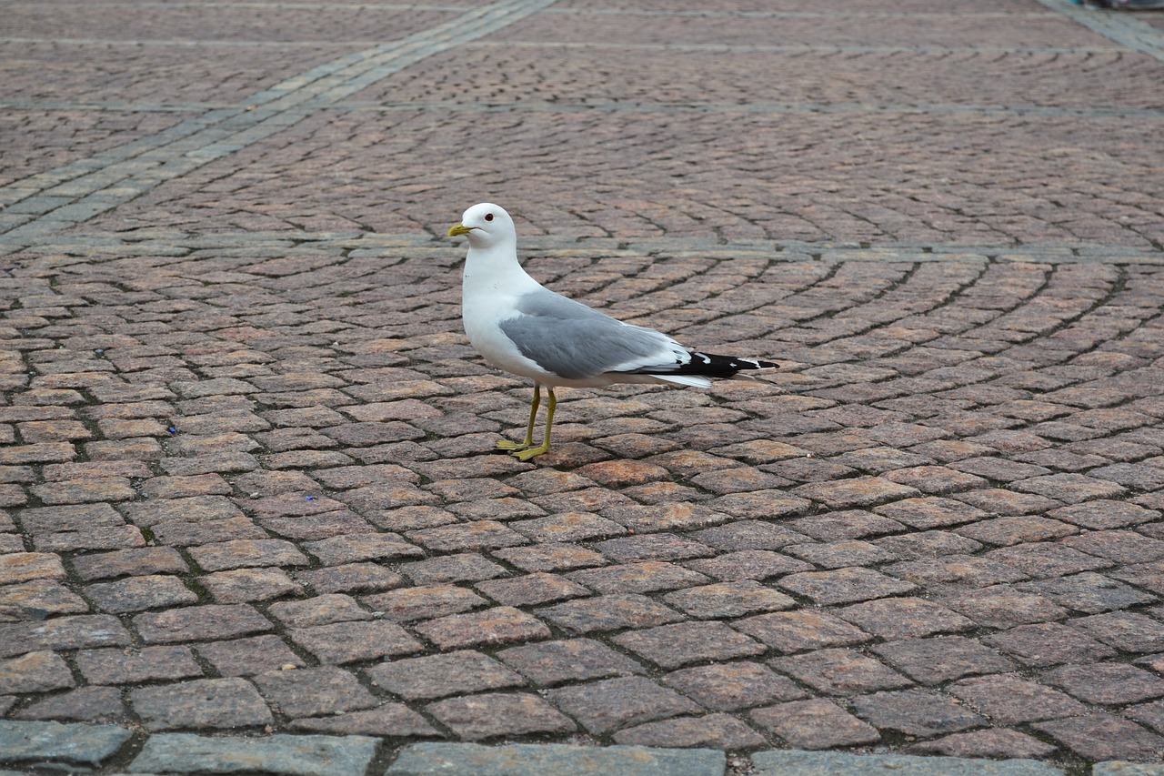 bird  animal  wing free photo