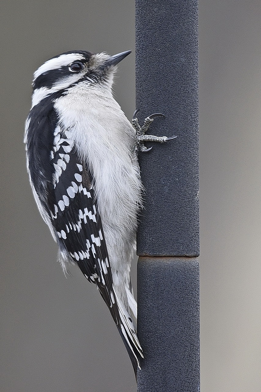 bird  woodpecker  pole free photo