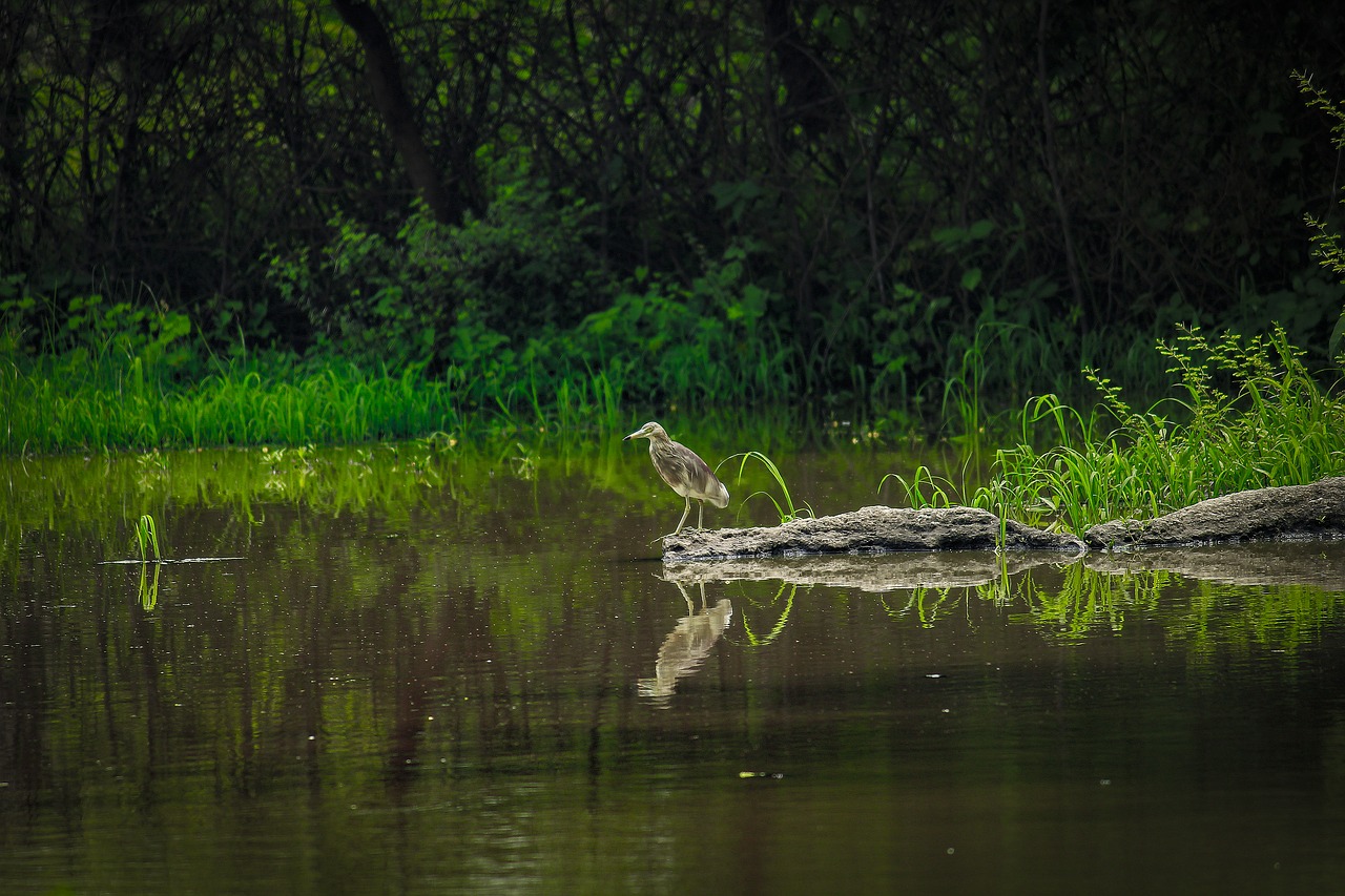 bird  beautiful nature  outdoors free photo