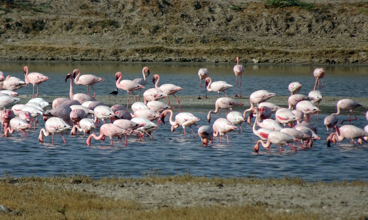 bird  lesser flamingo  phoeniconaias minor free photo