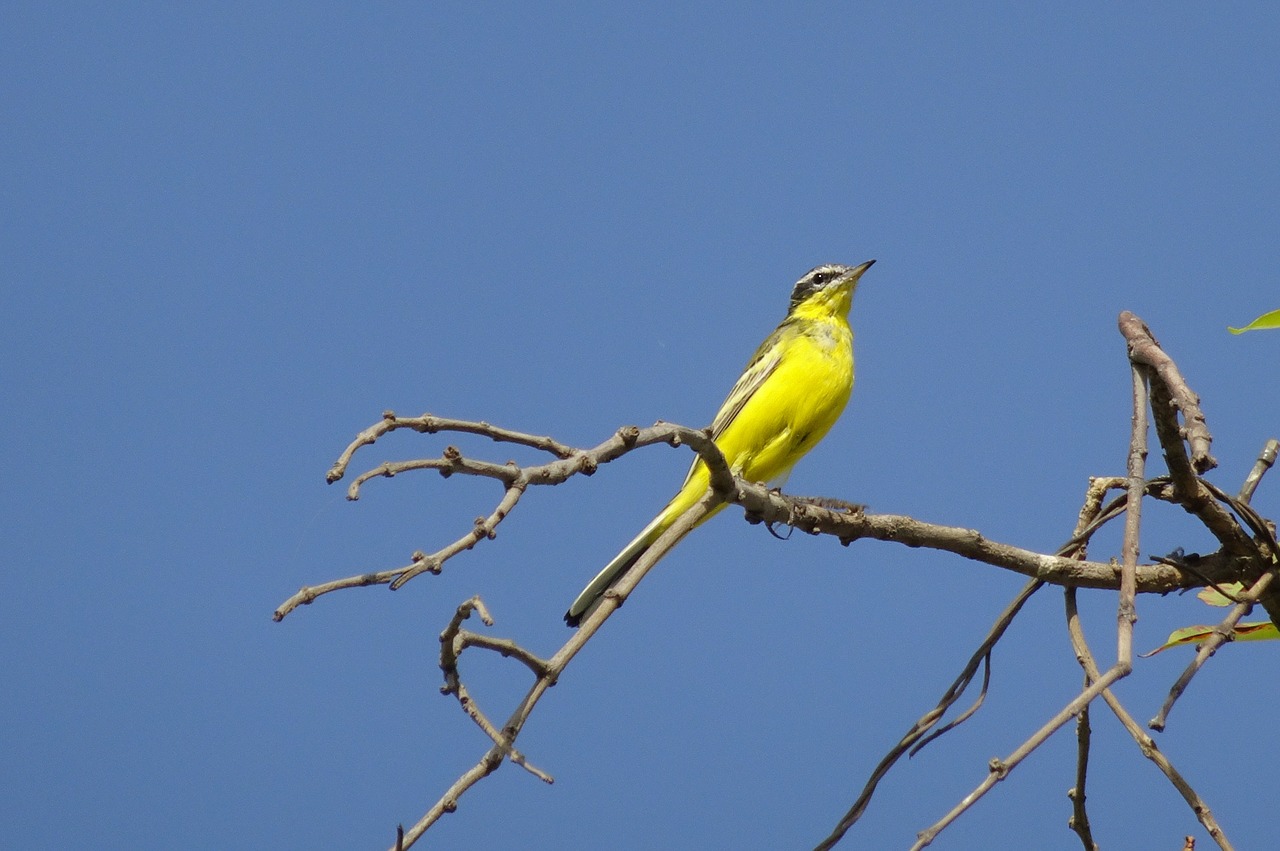 bird  western yellow wagtail  motacilla flava free photo