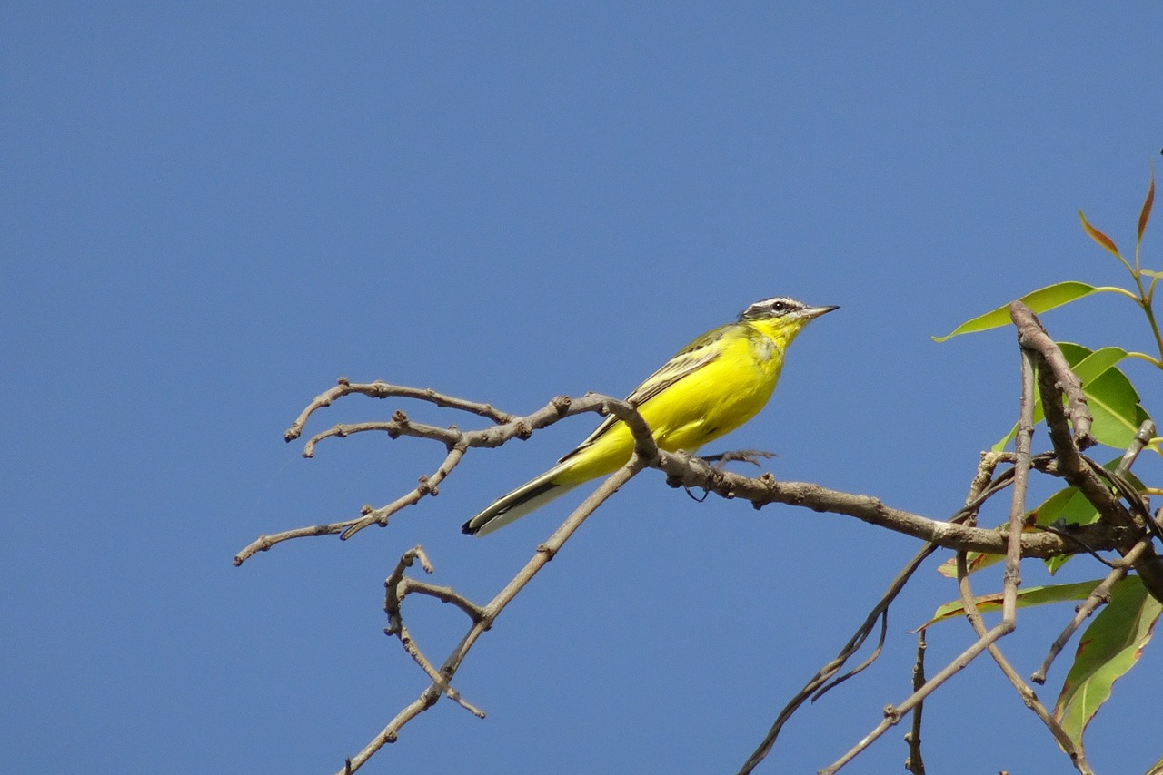 bird  western yellow wagtail  motacilla flava free photo