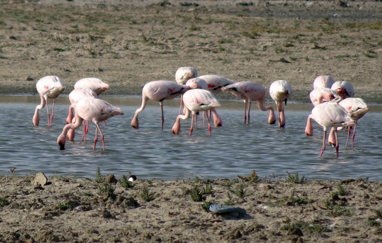 bird  lesser flamingo  phoeniconaias minor free photo