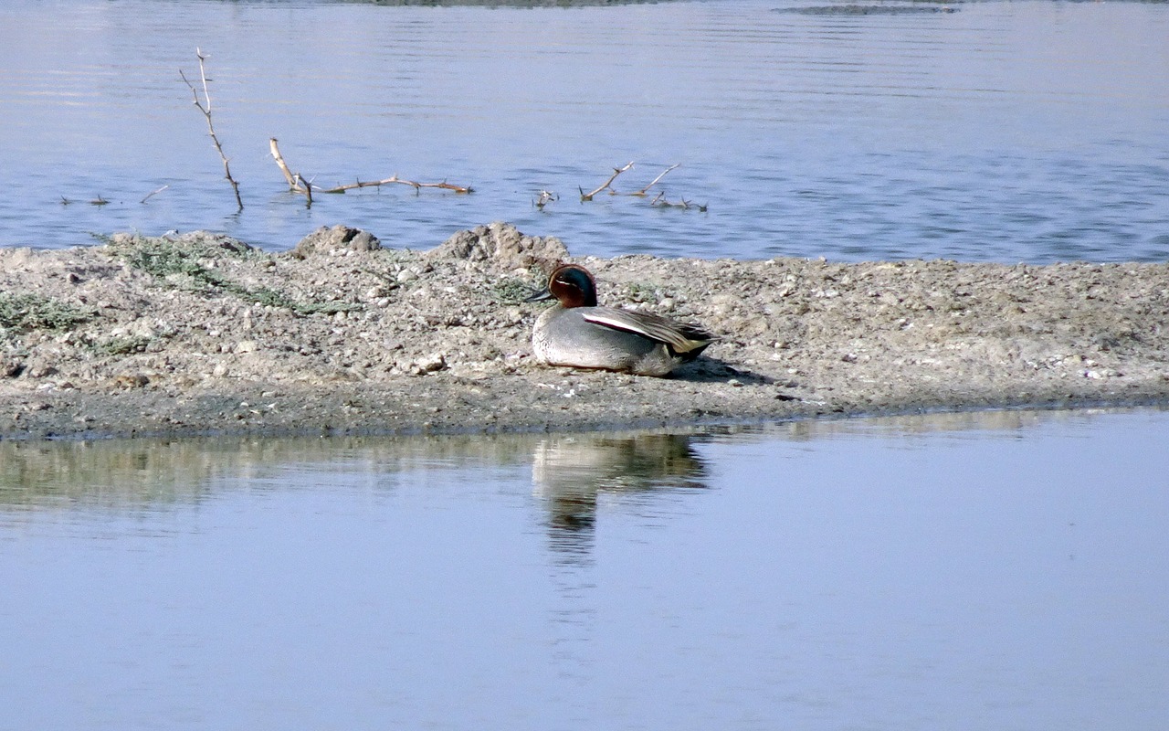 bird  duck  eurasian teal free photo