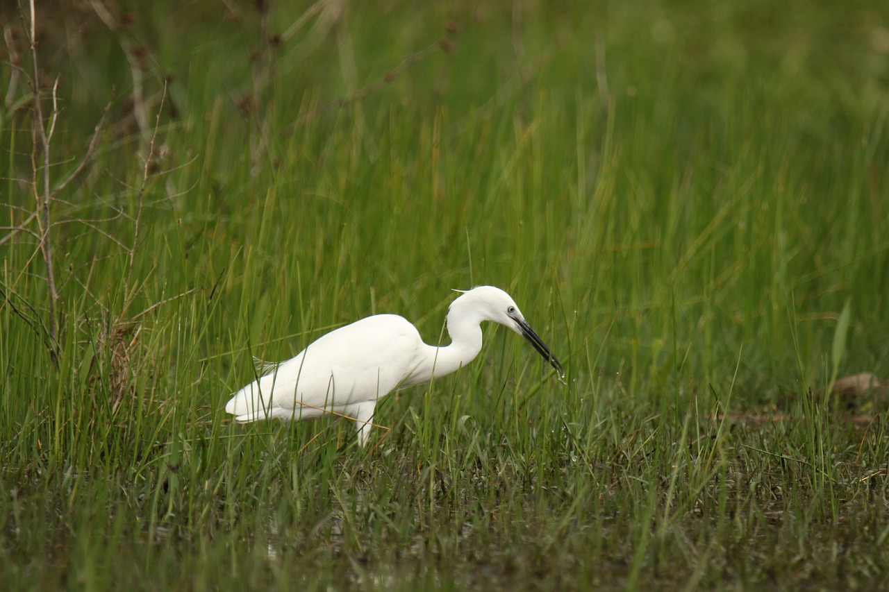 bird  little egret  nature free photo