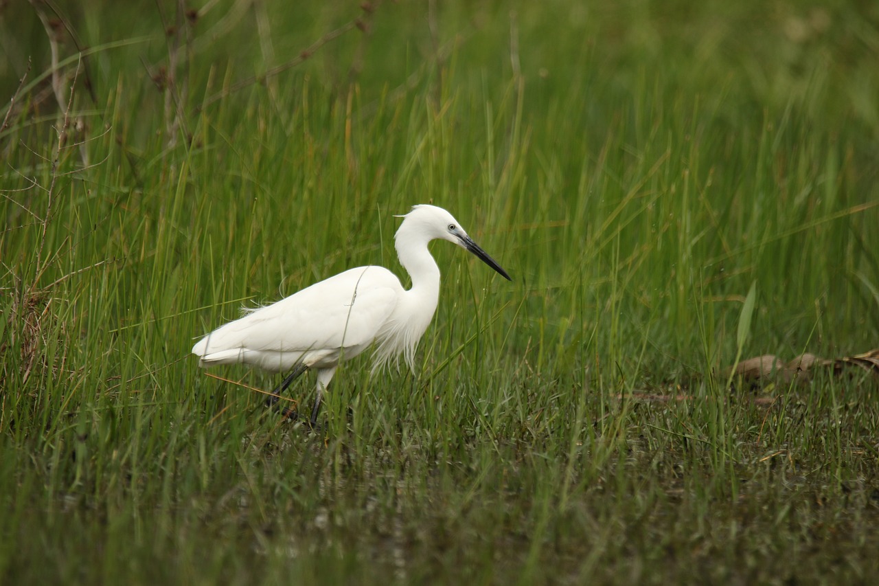 bird  little egret  wildlife free photo