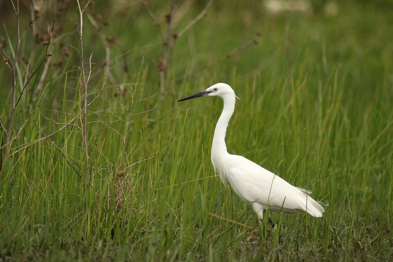 bird  little egret  white free photo