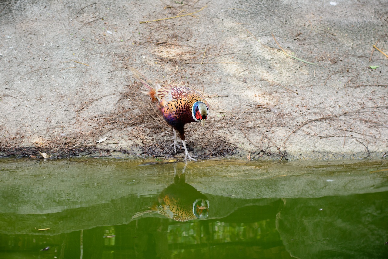 bird  park  garden free photo