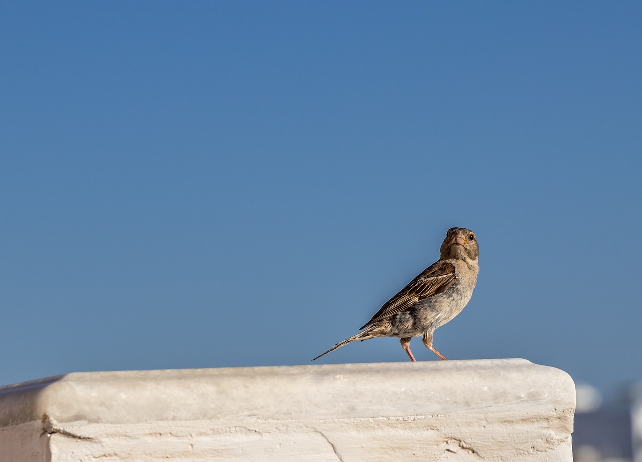 bird  greece  nature free photo