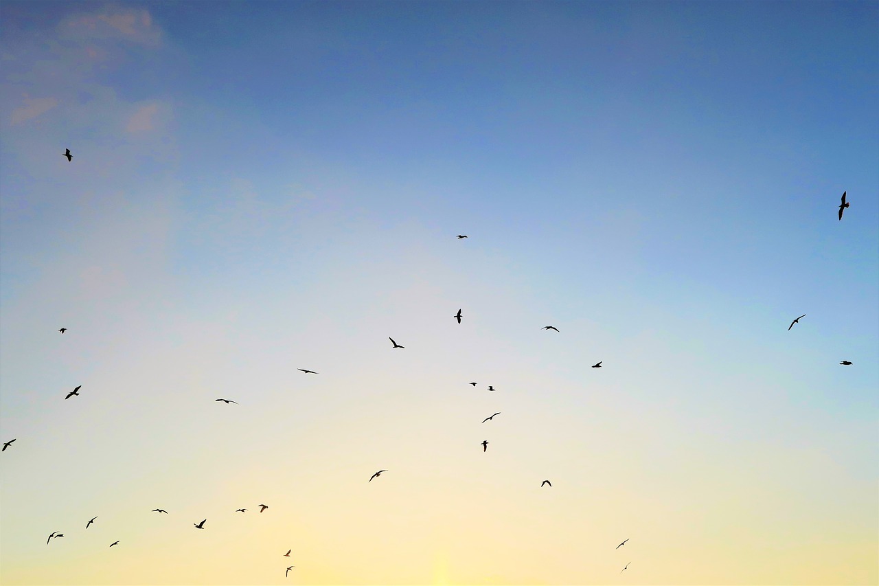 bird  seagull  in the evening free photo