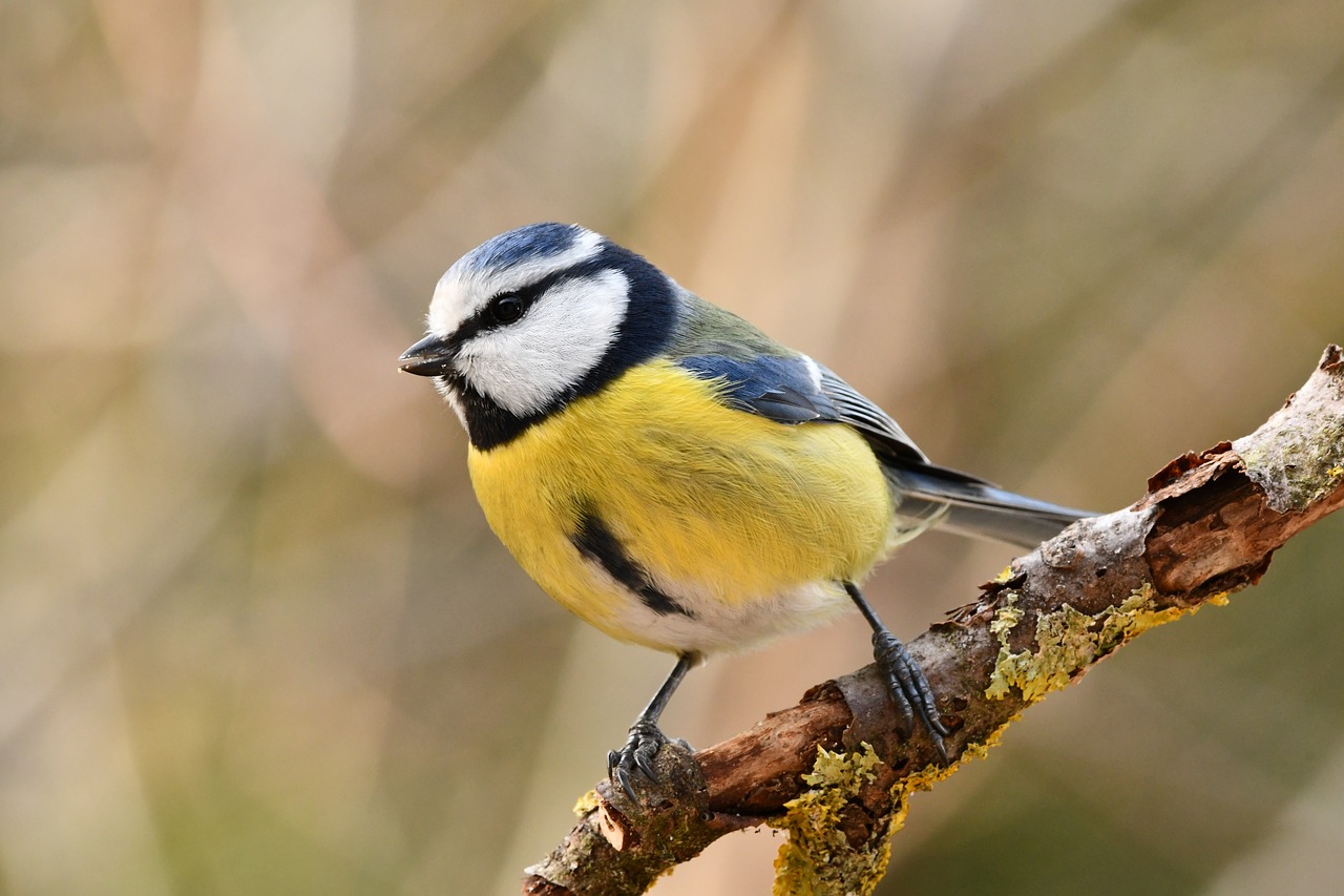 bird  blue tit  forest free photo