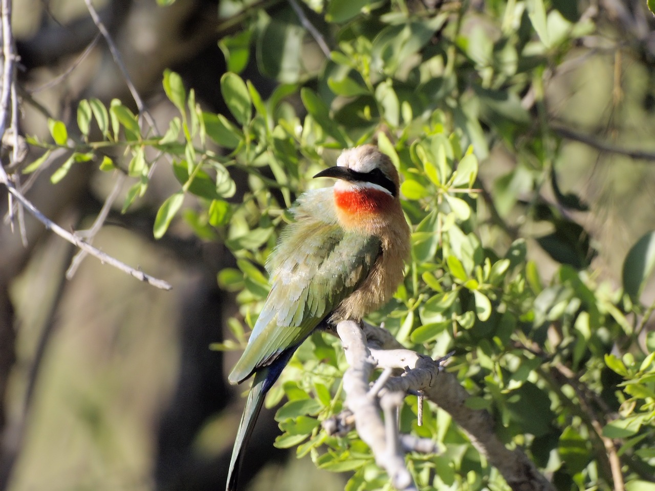 bird  colourful  plumage free photo