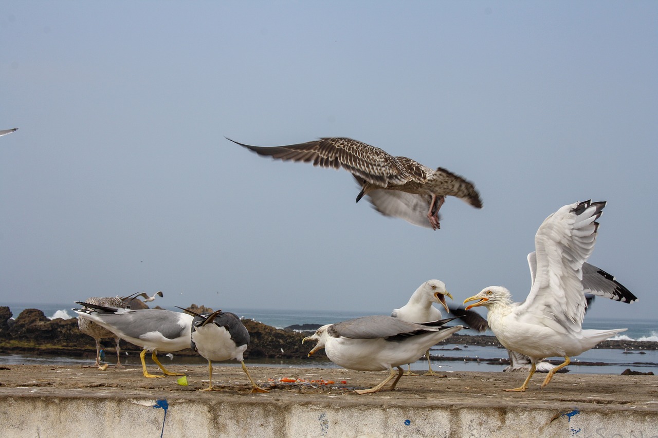 bird  fish  seagull free photo