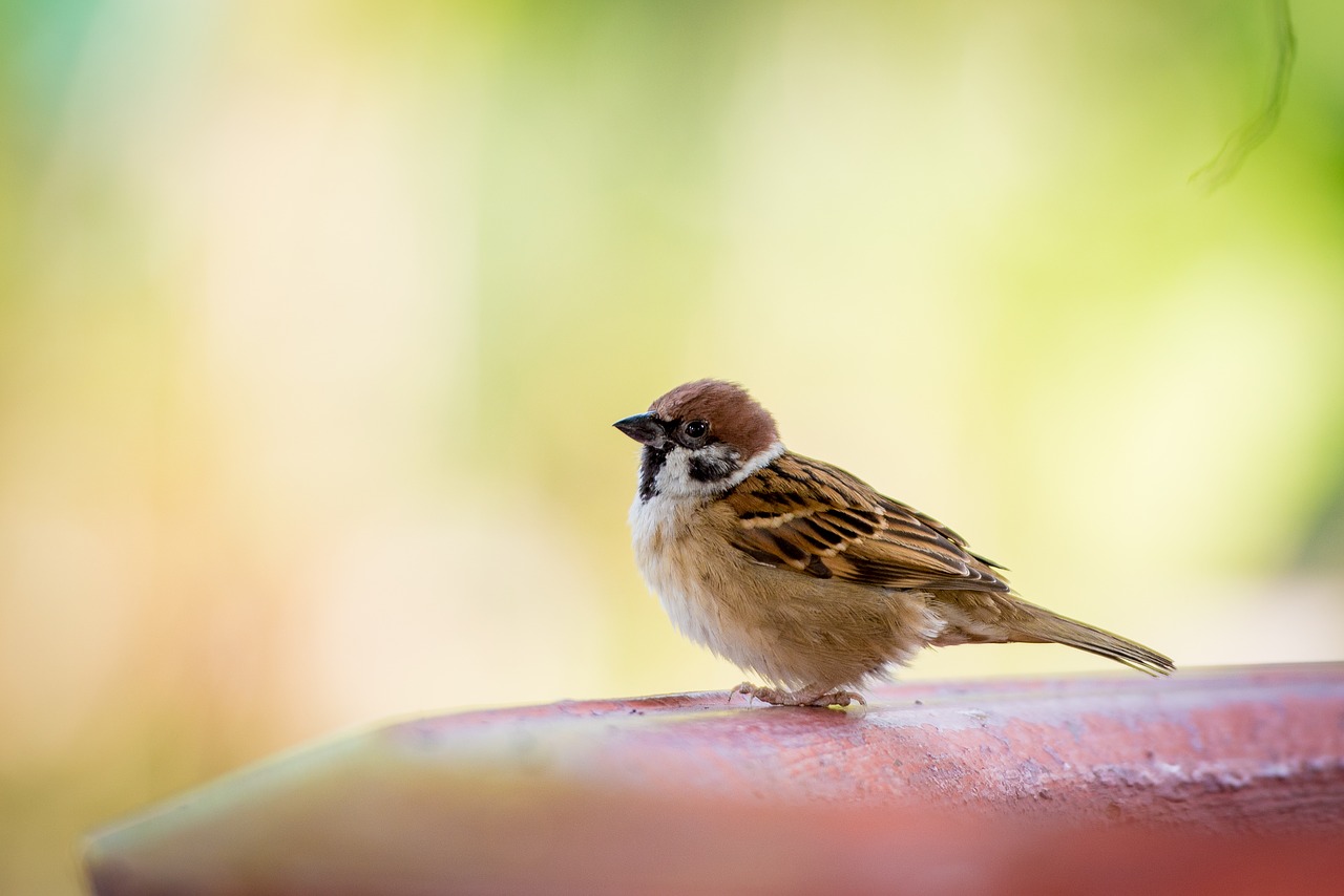 bird  nature  wild free photo