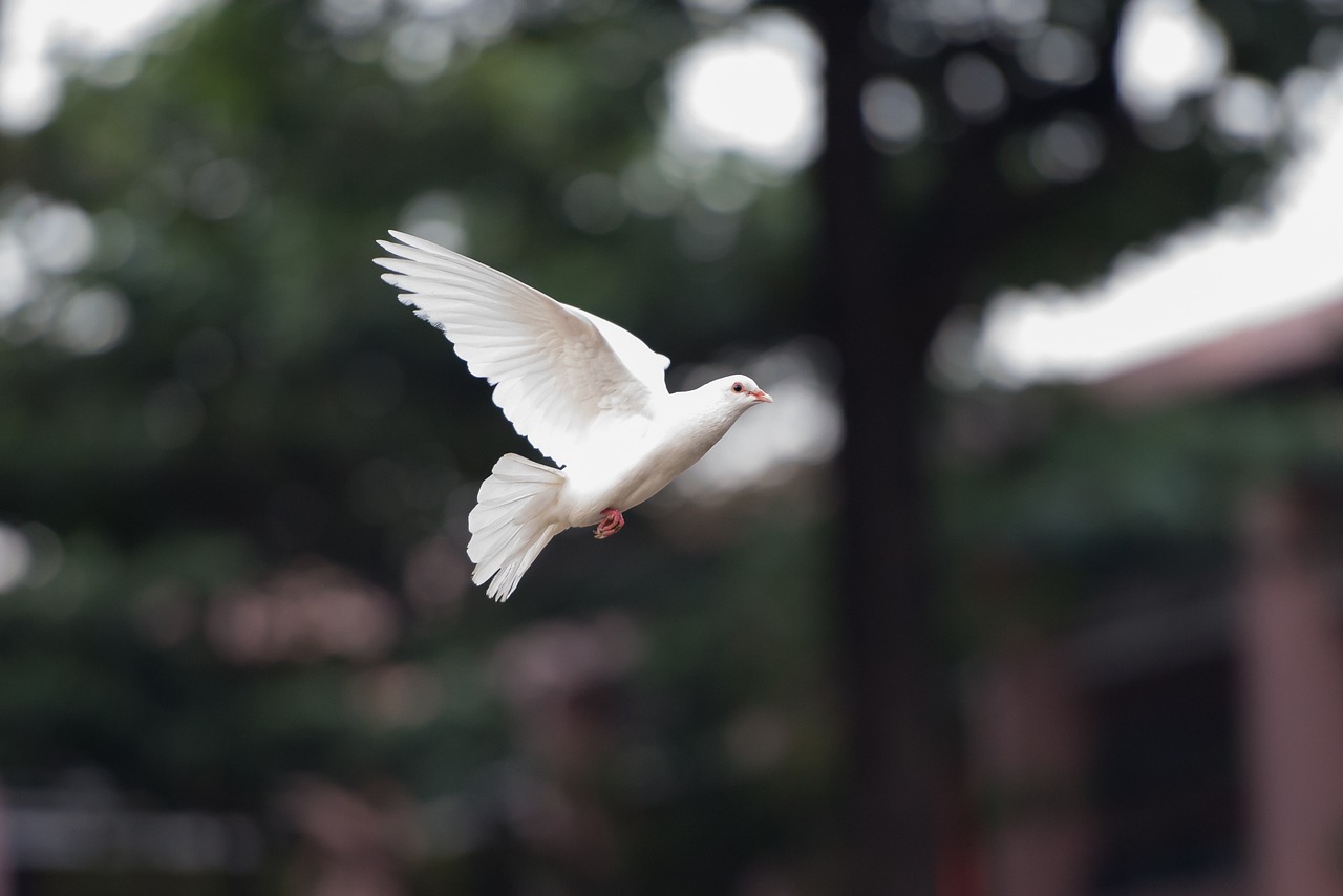 bird  dove  fly free photo