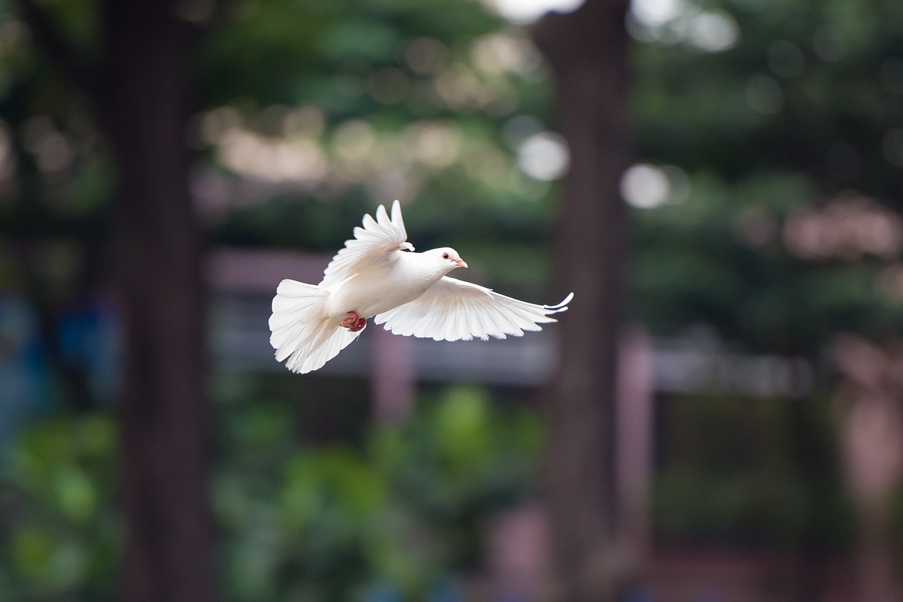 bird  dove  fly free photo