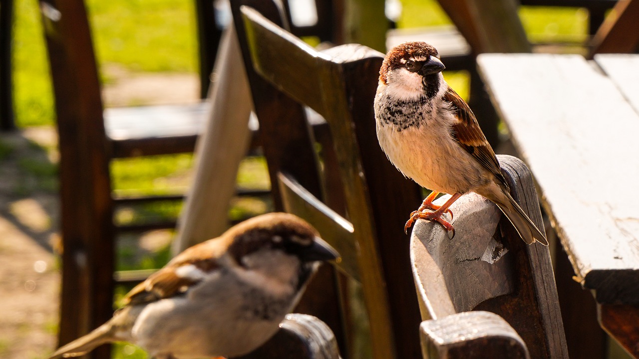 bird  nature  birds free photo