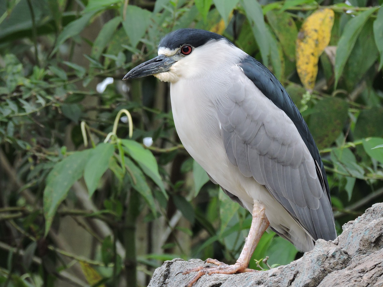 bird  peak  plumage free photo