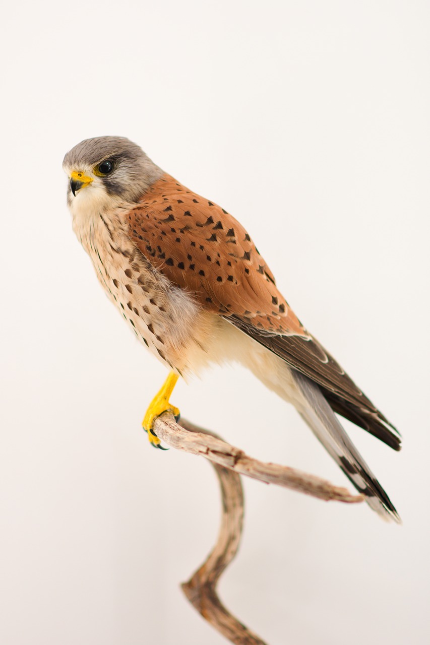 bird  bird of prey  kestrel free photo