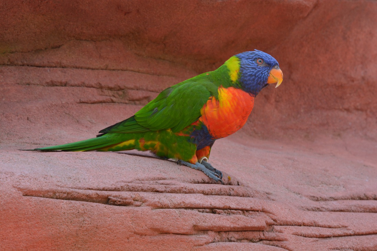 bird  color  colorful free photo