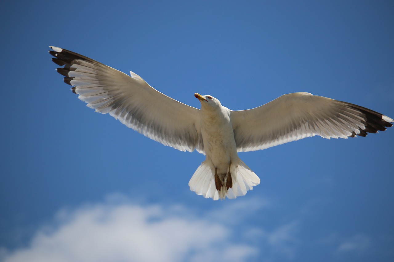 bird  fly  animal free photo