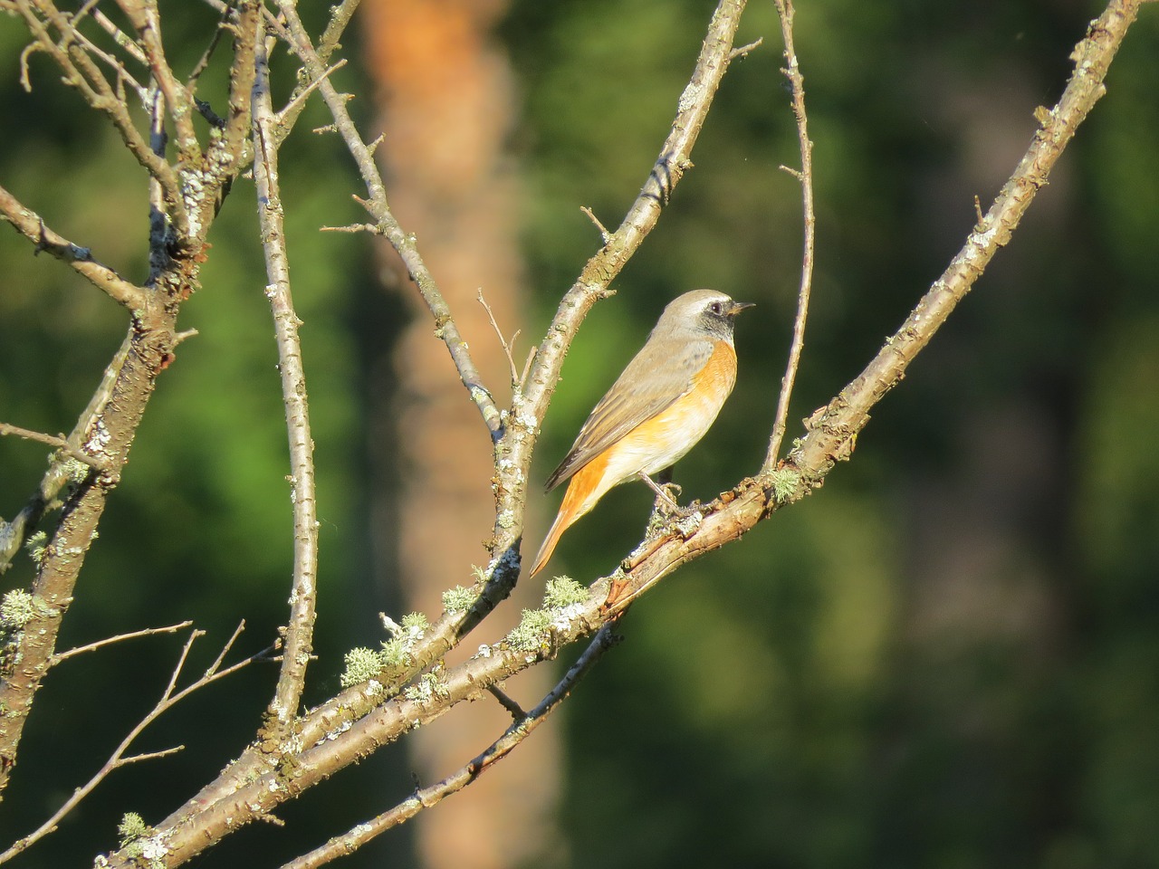 bird  branch  nature free photo