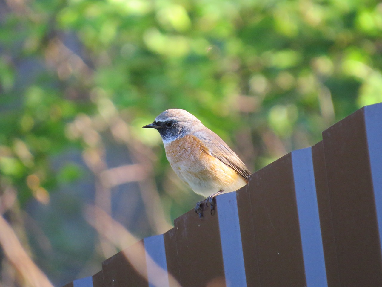 bird  fence  altai free photo