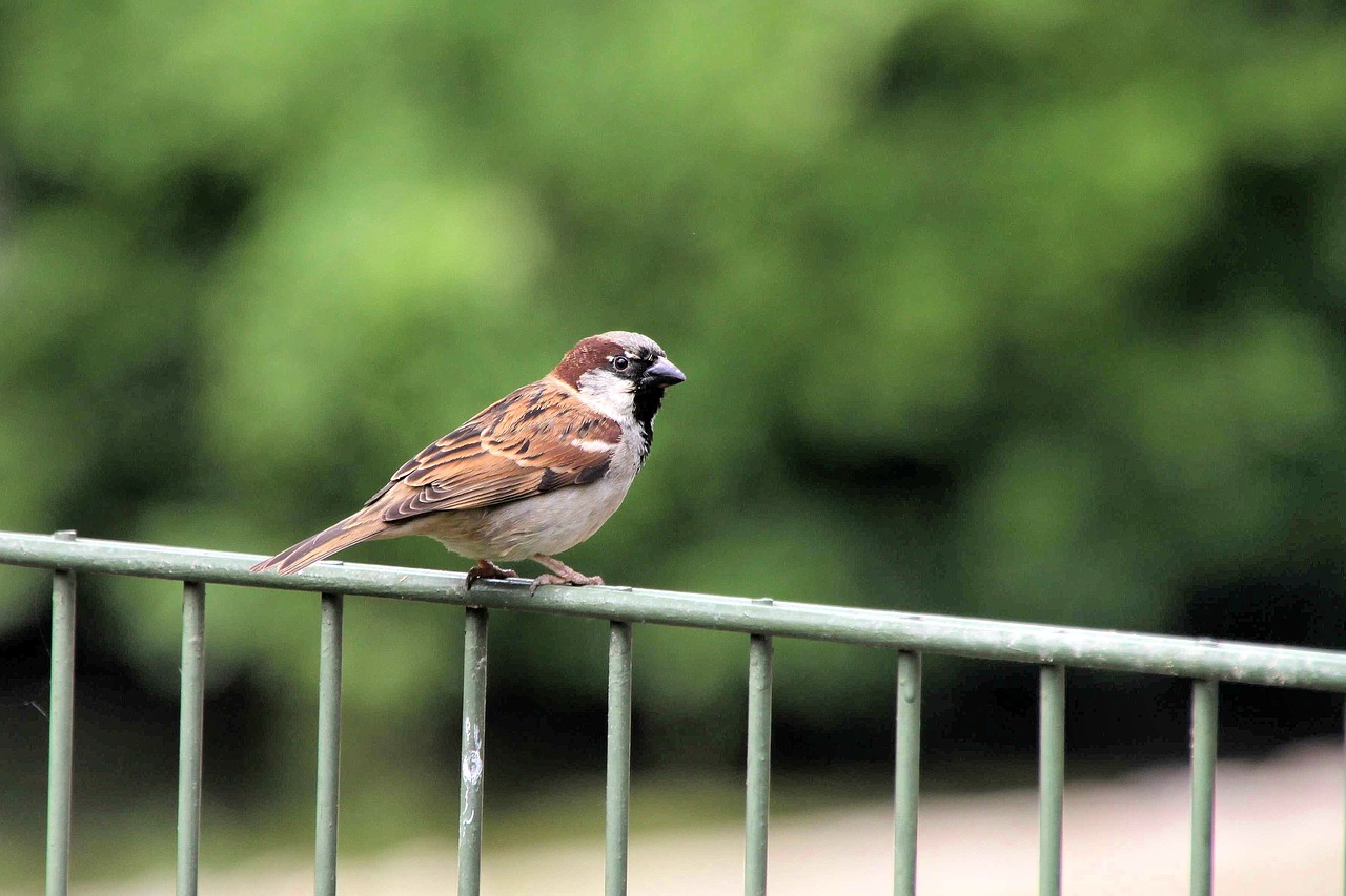 bird  fence  sparrow free photo