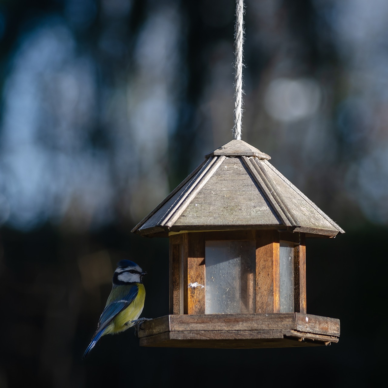 bird  tit  blue free photo