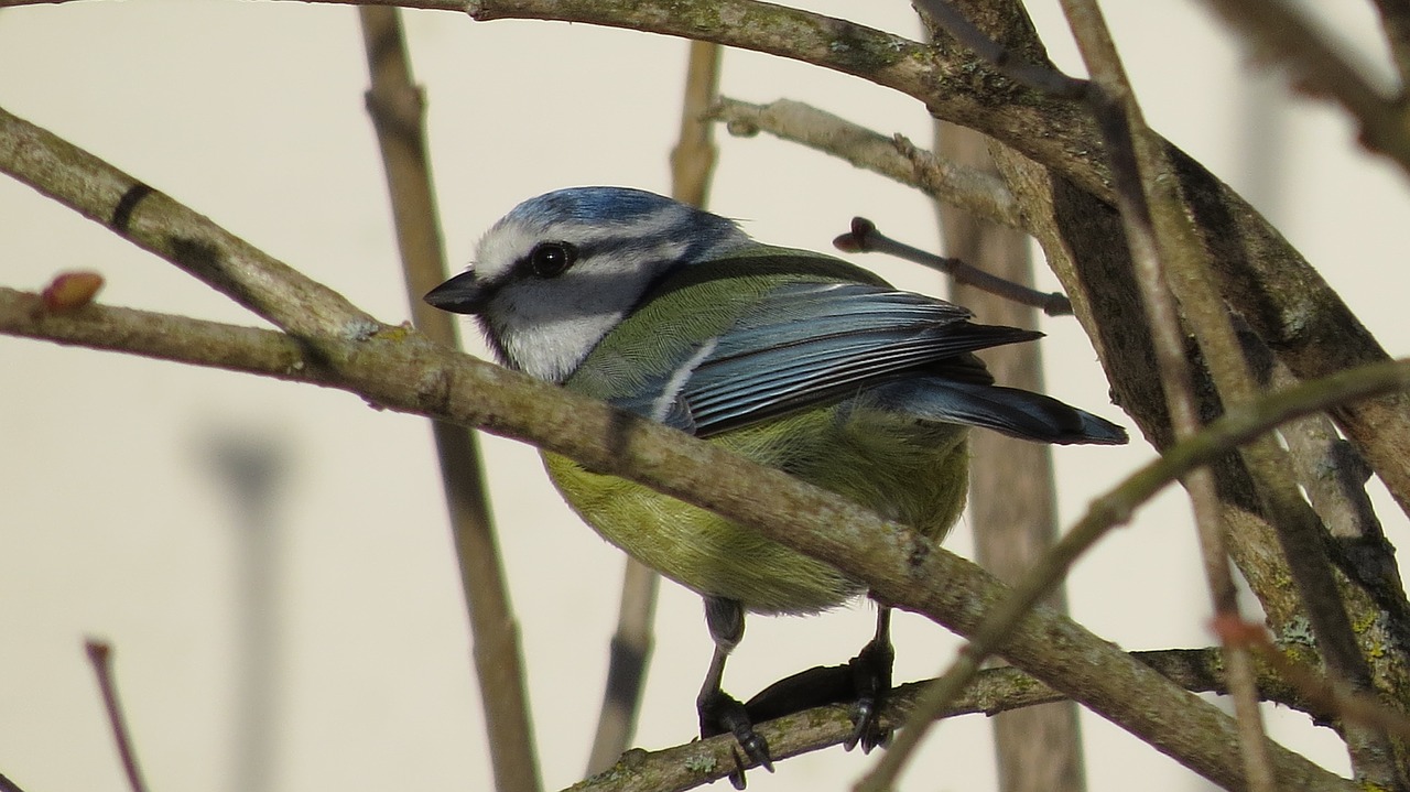 bird  tit  spring free photo