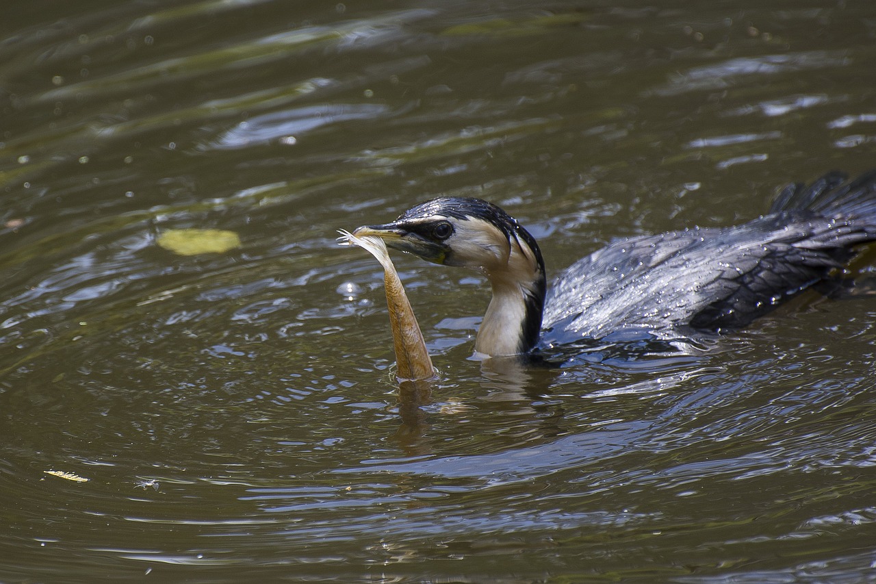 bird  food  melbourne free photo