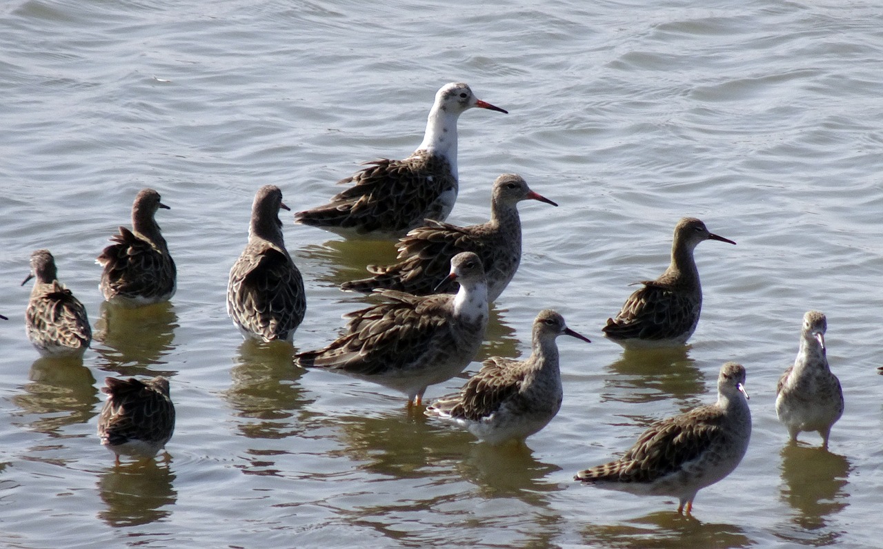 bird  ruff  calidris pugnax free photo